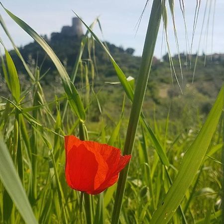 La Casina Di Nonna Giulia Lägenhet Castiglione dʼOrcia Exteriör bild